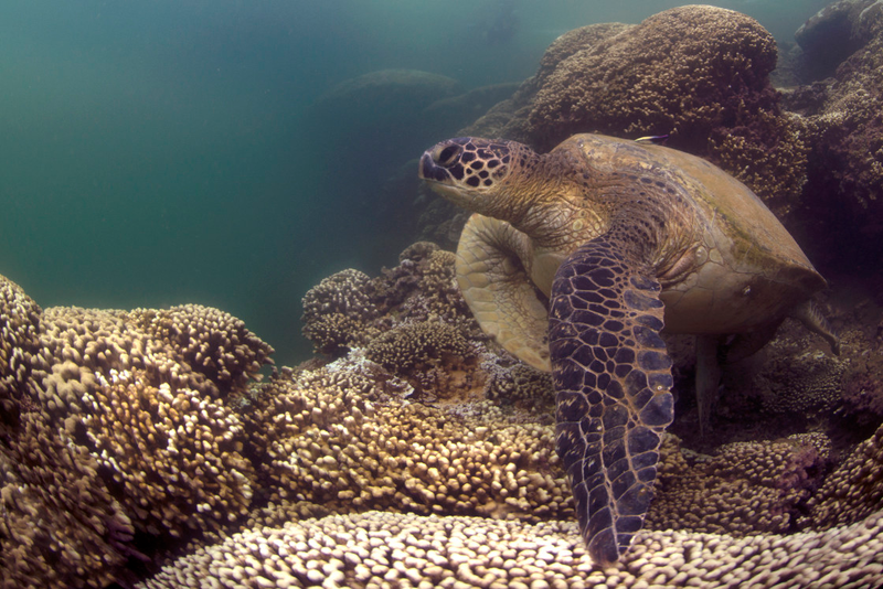 Illustration for article titled This is What a Mass Die-off of Earth's Coral Reefs Looks Like